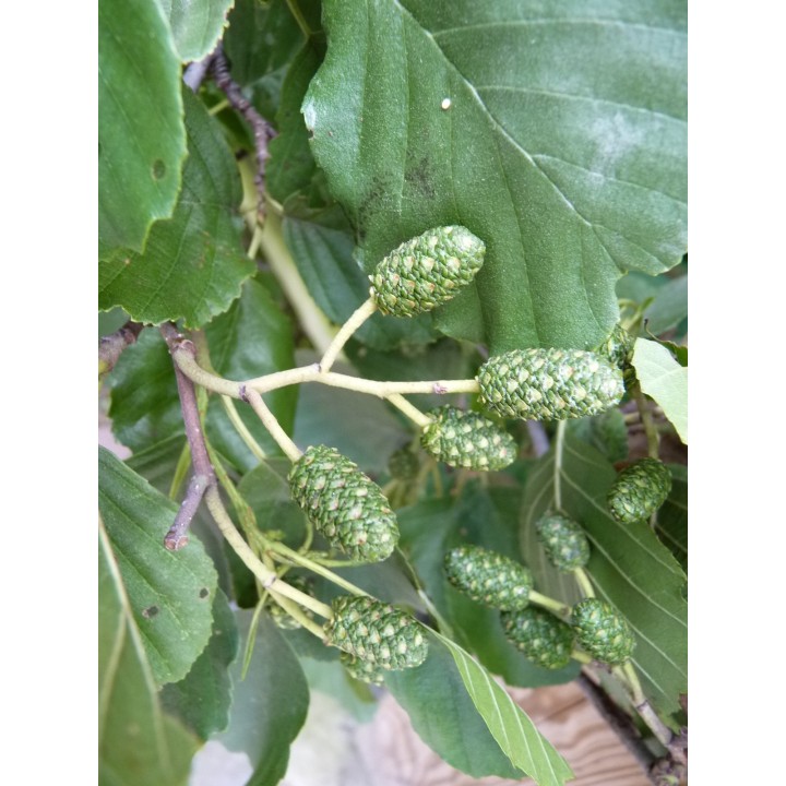 Alnus glutinosa - Schwarzerle