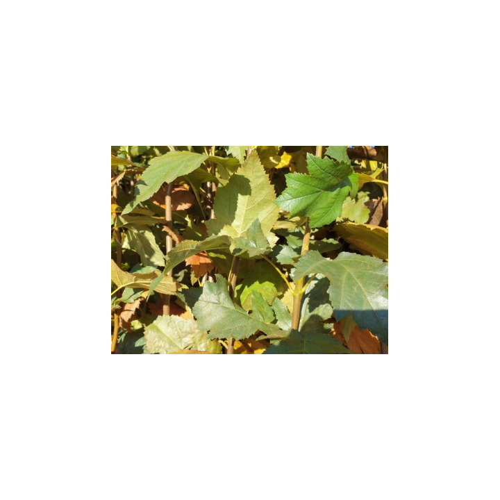 Sorbus torminalis (Elsbeere)