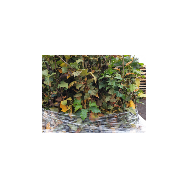 Sorbus torminalis (Elsbeere)