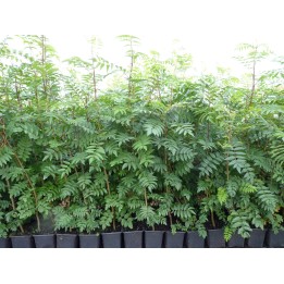 Sorbus aucuparia - Vogelbeere 50-80 cm
