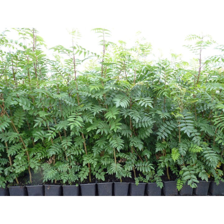 Sorbus aucuparia - Vogelbeere 50-80 cm