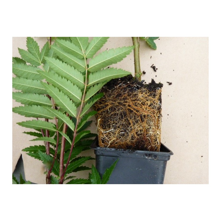 Sorbus aucuparia - Vogelbeere 50-80 cm