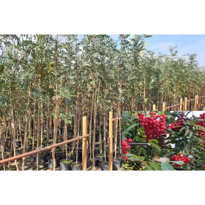 Sorbus aucuparia - Vogelbeere 50-80 cm