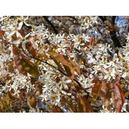 Kupfer-Felsenbirne - Amelanchier lamarckii