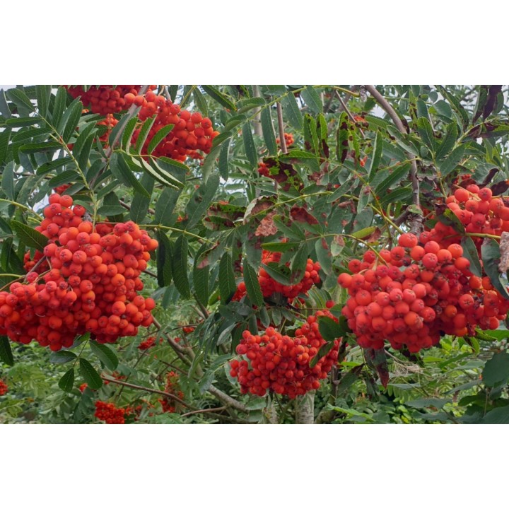 Sorbus aucuparia - Vogelbeere 50-80 cm