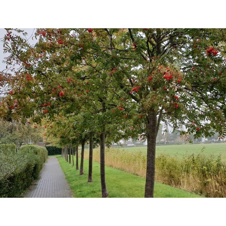 Sorbus aucuparia - Vogelbeere 50-80 cm