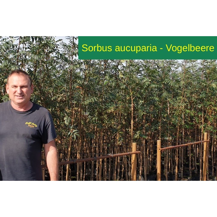 Sorbus aucuparia - Vogelbeere 50-80 cm