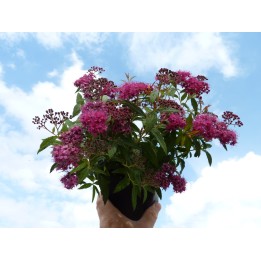 Spiraea bumalda 'Anthony Waterer' - rote Sommerspiere