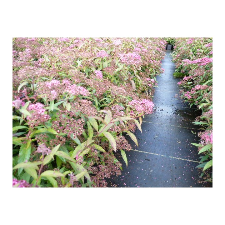Spiraea bumalda 'Anthony Waterer' - rote Sommerspiere