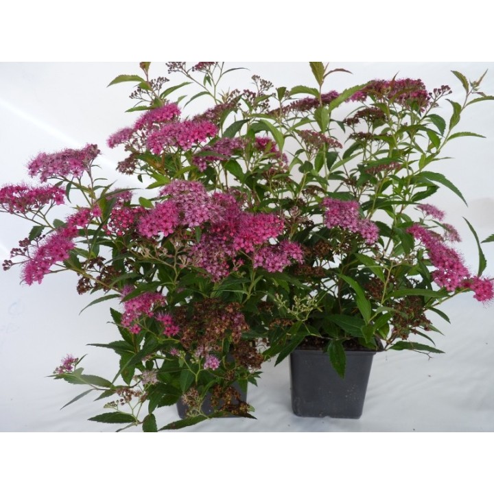 Spiraea bumalda 'Anthony Waterer' - rote Sommerspiere