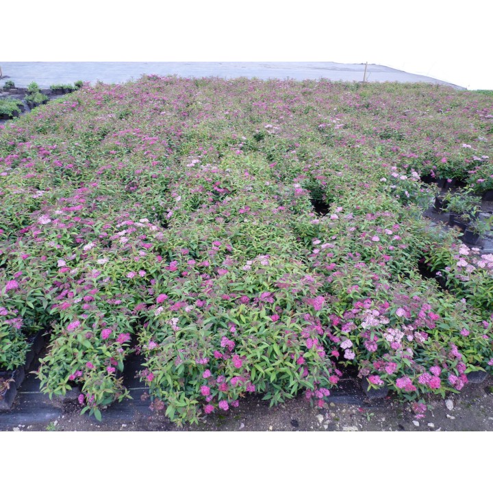 Spiraea bumalda 'Anthony Waterer' - rote Sommerspiere