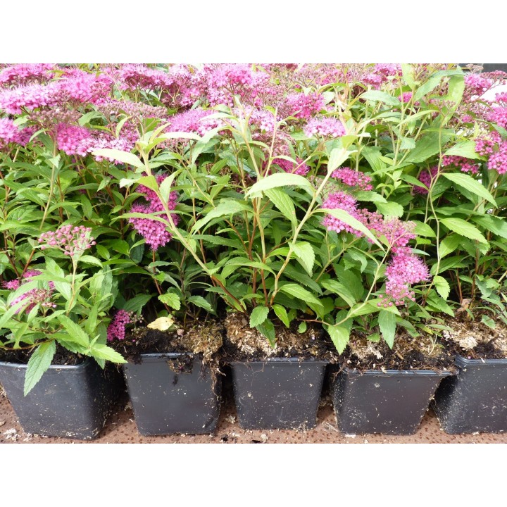 Spiraea bumalda 'Anthony Waterer' - rote Sommerspiere