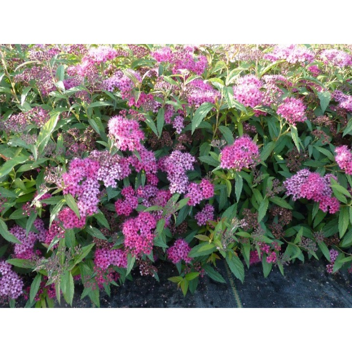 Spiraea bumalda 'Anthony Waterer' - rote Sommerspiere