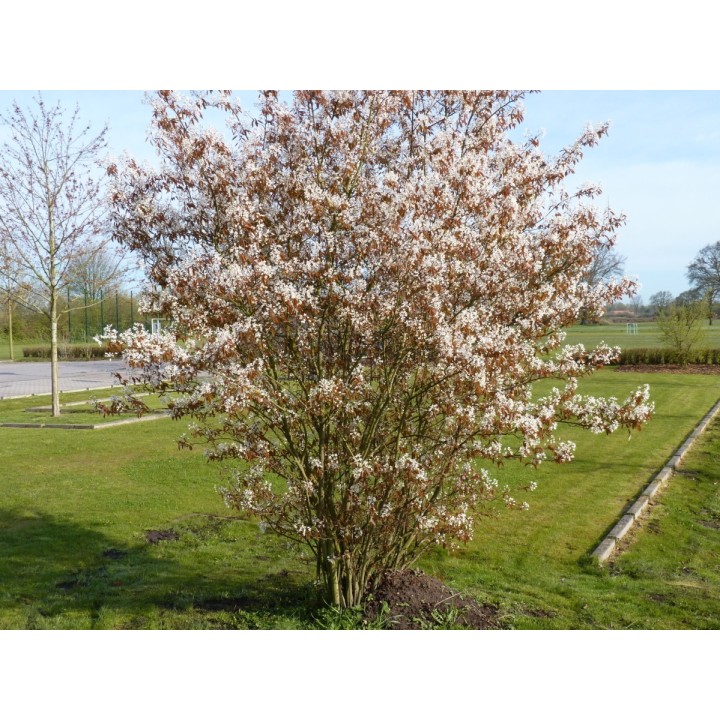 Kupfer-Felsenbirne - Amelanchier lamarckii