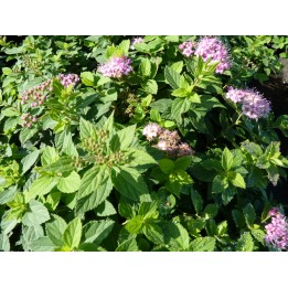Spiraea japonica 'Little Princess' - Rosa Zwergspiere