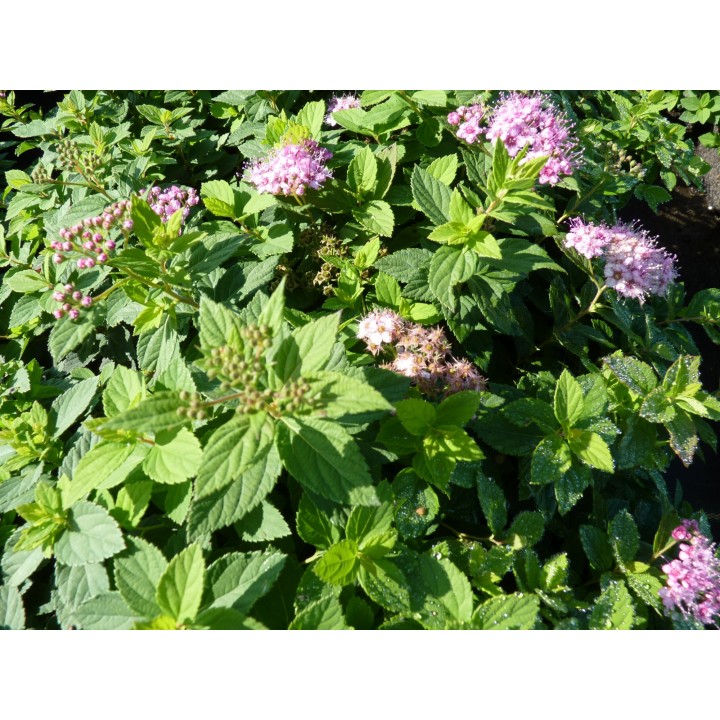 Spiraea japonica 'Little Princess' - Rosa Zwergspiere