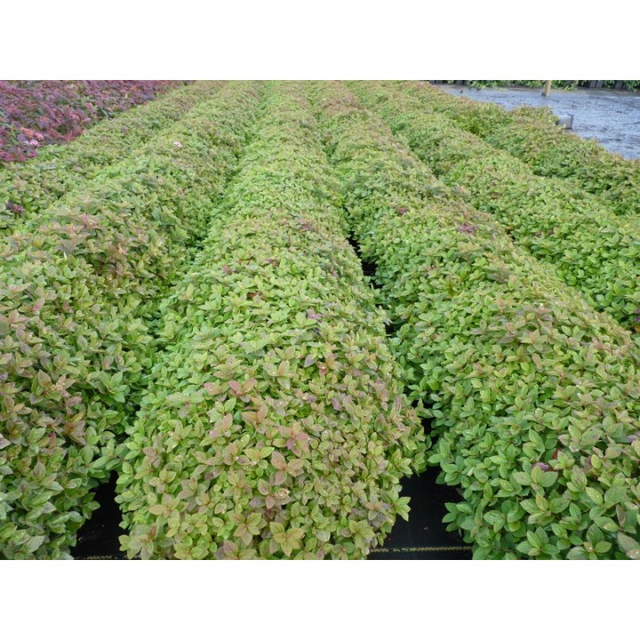 Spiraea japonica 'Little Princess' - Rosa Zwergspiere
