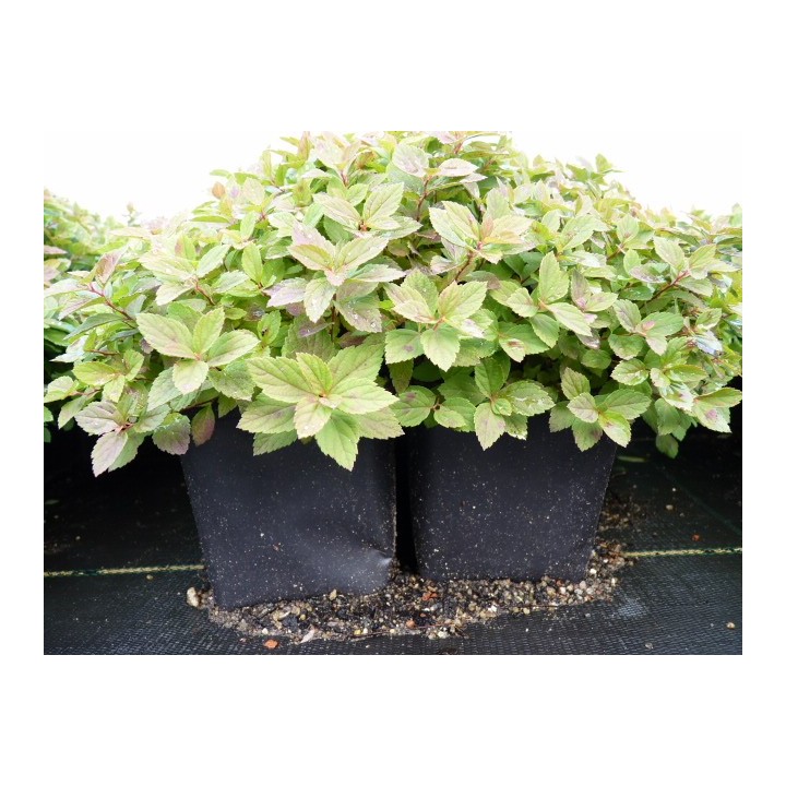 Spiraea japonica 'Little Princess' - Rosa Zwergspiere
