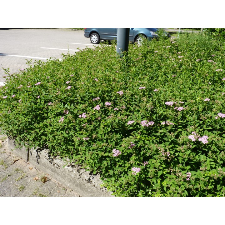 Spiraea japonica 'Little Princess' - Rosa Zwergspiere