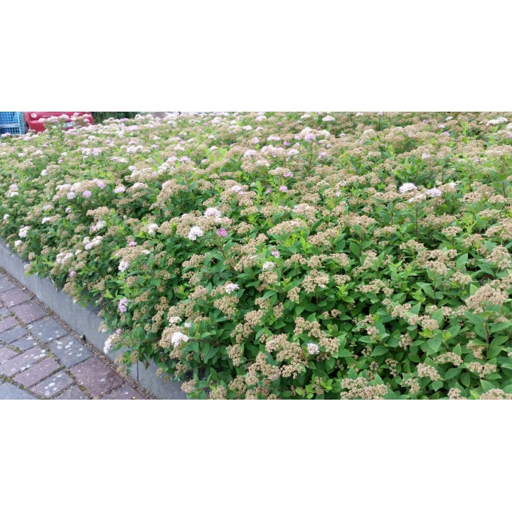 Spiraea japonica 'Little Princess' - Rosa Zwergspiere