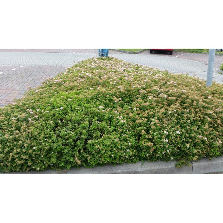 Spiraea japonica 'Little Princess' - Rosa Zwergspiere