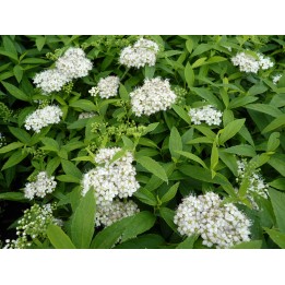 Spiraea albiflora - Weiße Zwergspiere