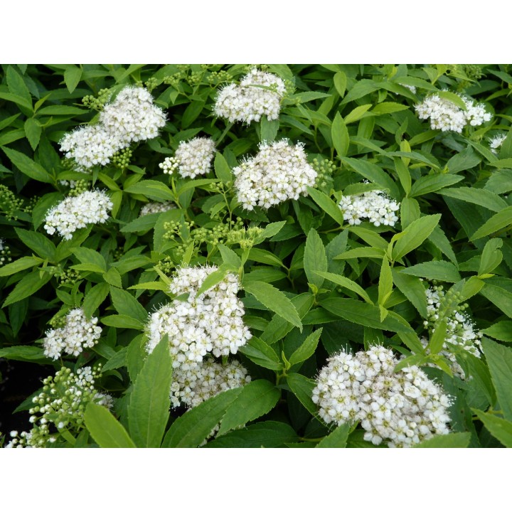 Spiraea albiflora - Weiße Zwergspiere