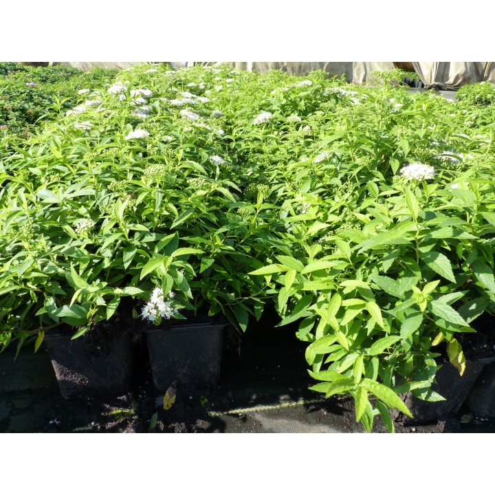 Spiraea albiflora - Weiße Zwergspiere