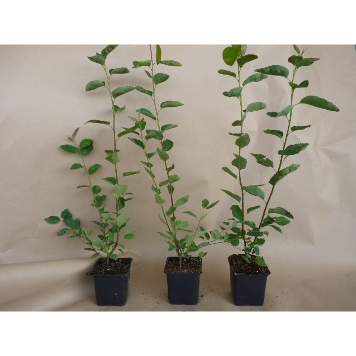 Kupfer-Felsenbirne - Amelanchier lamarckii