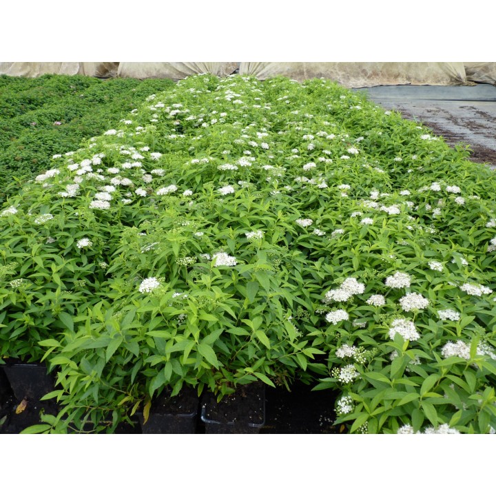 Spiraea albiflora - Weiße Zwergspiere