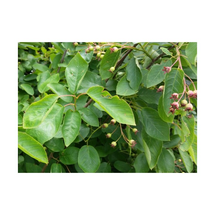 Kupfer-Felsenbirne - Amelanchier lamarckii