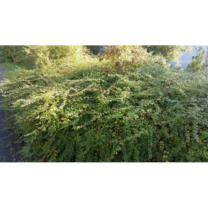 Knallerbsenstrauch/Kriechschneebeere