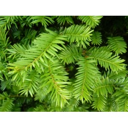 Taxus baccata - Eiben (topfgewachsen)