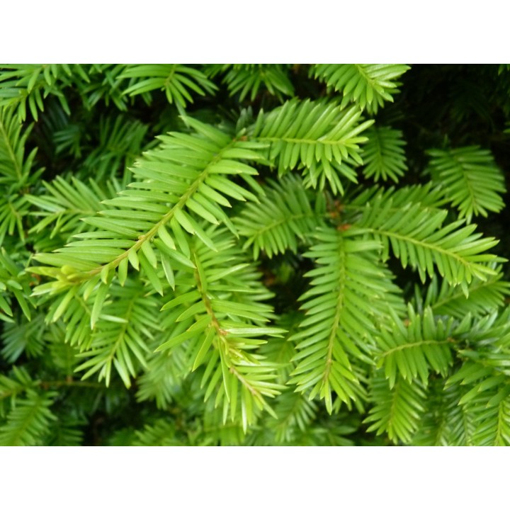 Taxus baccata - Eiben (topfgewachsen)