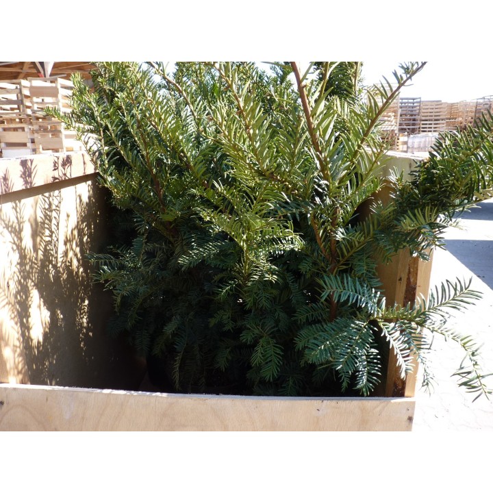 Taxus baccata - Eiben (topfgewachsen)