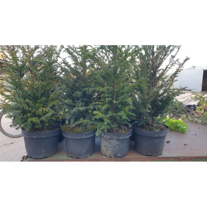 Taxus baccata - Eiben (topfgewachsen)