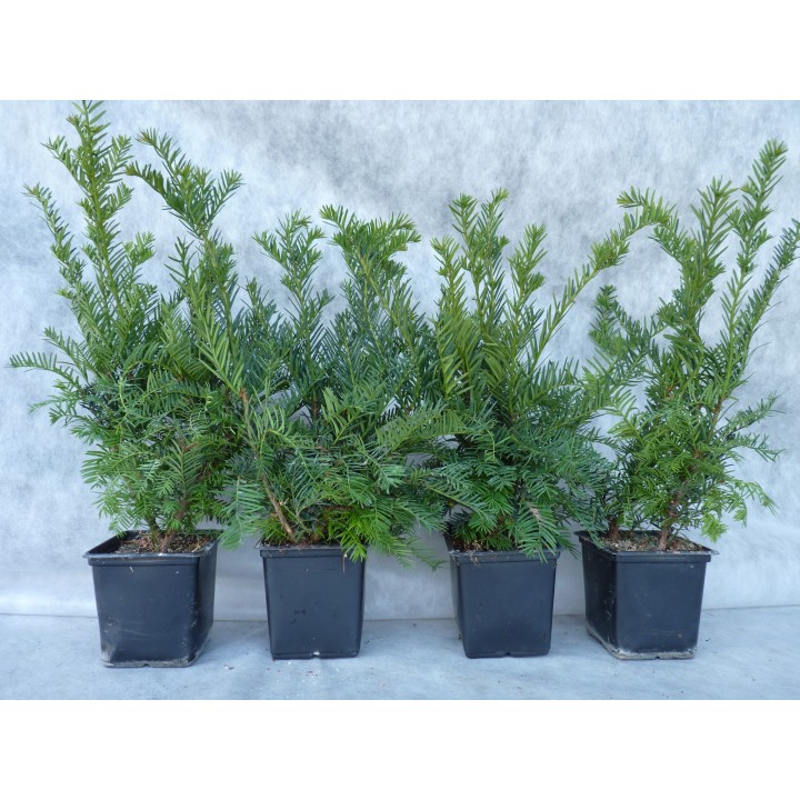 Taxus baccata - Eiben (topfgewachsen)
