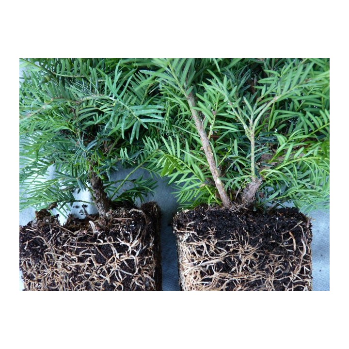 Taxus baccata - Eiben (topfgewachsen)