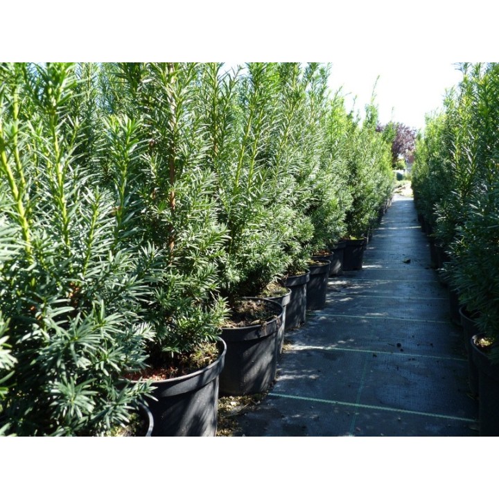 Taxus baccata - Eiben (topfgewachsen)