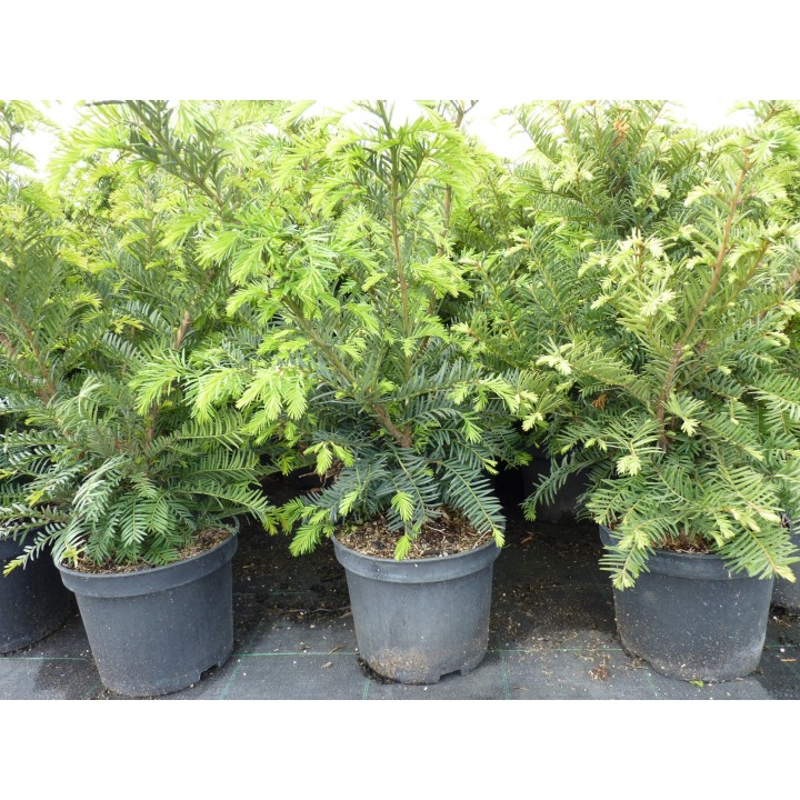 Taxus baccata - Eiben (topfgewachsen)