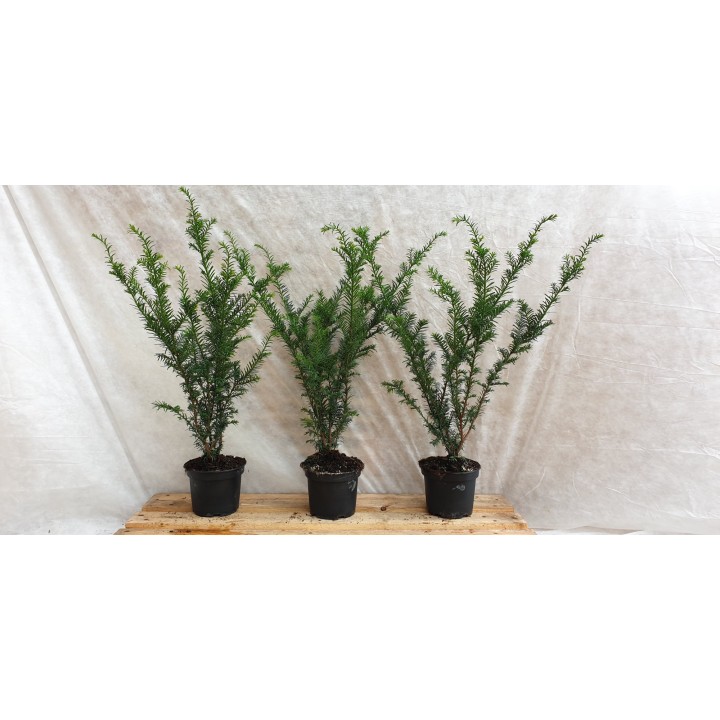 Taxus baccata - Eiben (topfgewachsen)