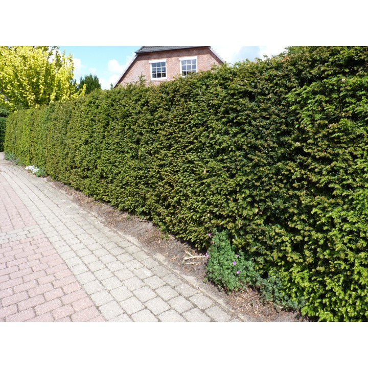Taxus baccata - Eiben (topfgewachsen)