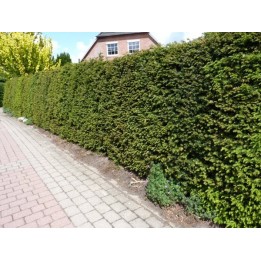 Taxus baccata - Eiben (Ballenware)