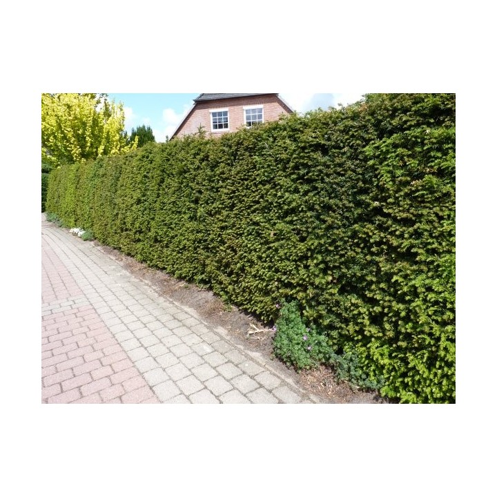 Taxus baccata - Eiben (Ballenware)
