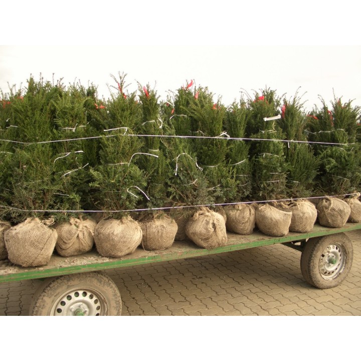Taxus baccata - Eiben (Ballenware)