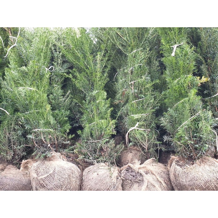 Taxus baccata - Eiben (Ballenware)