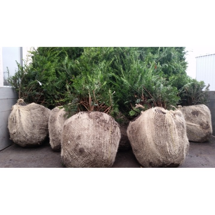 Taxus baccata - Eiben (Ballenware)