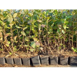 Aronia melanocarpa / Apfelbeere