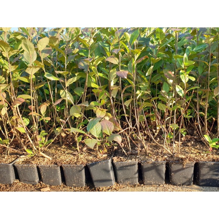 Aronia melanocarpa / Apfelbeere