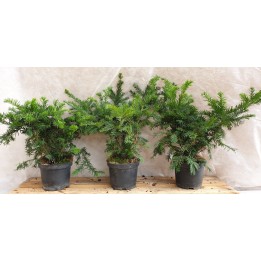 Taxus baccata 'Repandens' - Bodendeckereibe